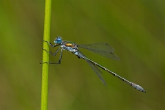 David Plant Photography - Wildlife Photography - Scarce emerald damselfly - H